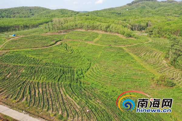 海南农垦复工复产进行时 听过"吃海鲜"长大的茶叶吗?